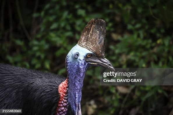 cassowaries