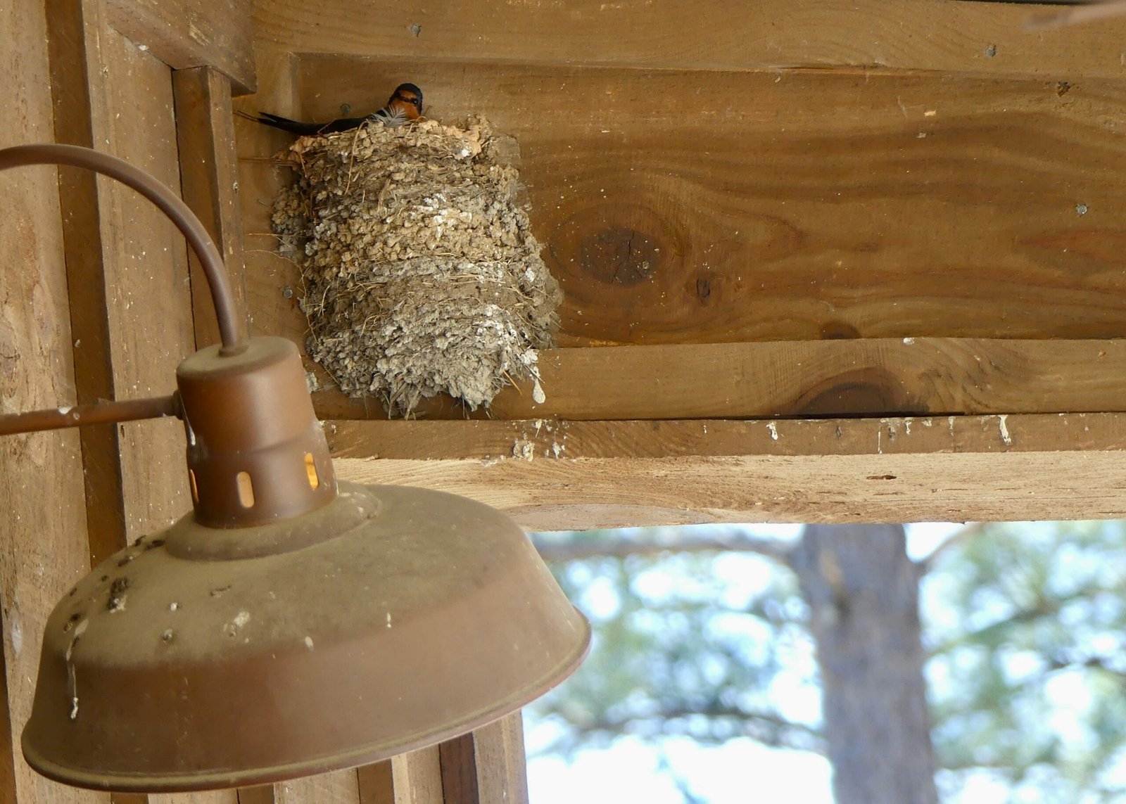 A bird nest sitting on top of a wooden roof