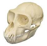 monkey skull