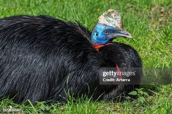 gettyimages 1172550582 594x594 1